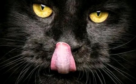 NEW AUDIO | Cholicho Bullet Fam - Kimbia | Download Mp3